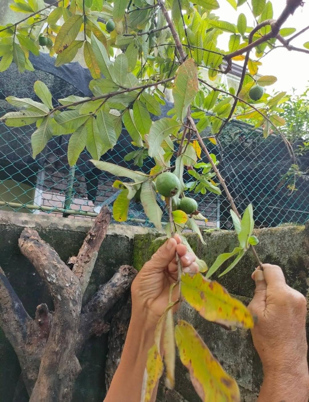 Villa Chaya Hikkaduwa Buitenkant foto